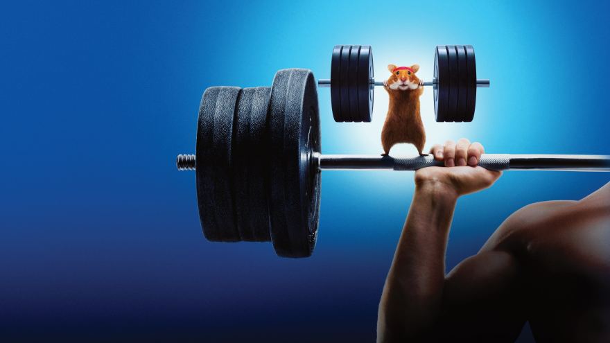 Con Người Đấu Với Hamster